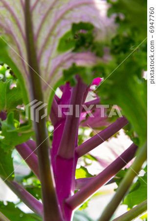 decorative cabbage below view decorative cabbage below view 6947760