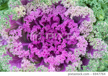 decorative cabbage decorative cabbage 6947764
