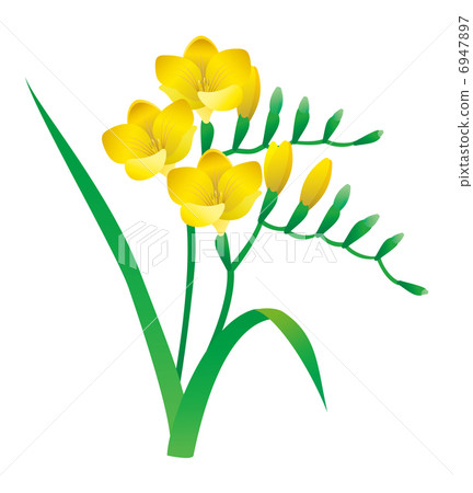 Freesia - Stock Illustration [6947897] - PIXTA