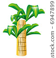 Dracaena 6947899