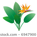 Bird of paradise 6947900