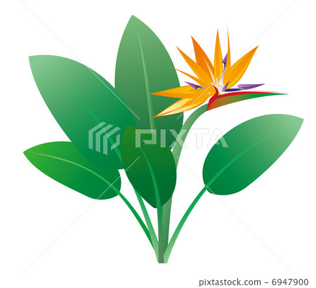 Bird of paradise 6947900