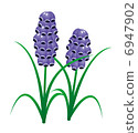 Muscari 6947902