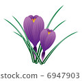 Crocus 6947903
