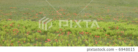 Ranged azalea 6948015