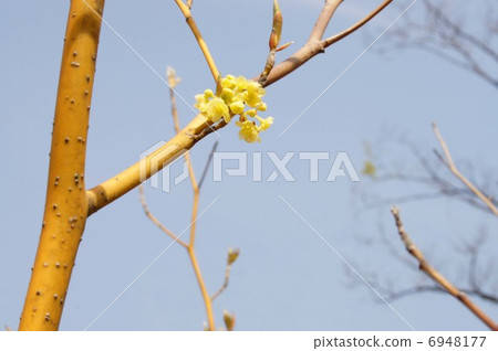 Chromoplix · flowers and branches Chromoplix · flowers and branches 6948177