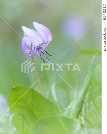 Katakuri Katakuri 6948217