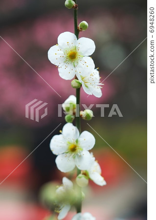 plum plum 6948260