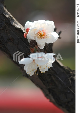 plum plum 6948261