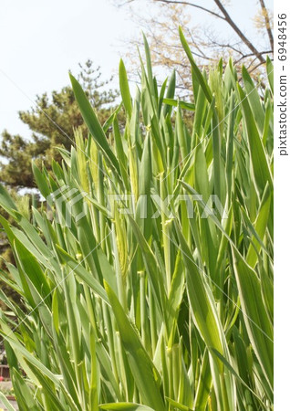 小麥的耳朵 6948456