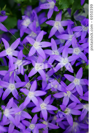 I am Mr. Hoshi Kikyu alias Campanula Alpine Blue. I am Mr. Hoshi Kikyu alias Campanula Alpine Blue. 6950399