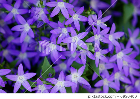 I am Mr. Hoshi Kikyu alias Campanula Alpine Blue. I am Mr. Hoshi Kikyu alias Campanula Alpine Blue. 6950400