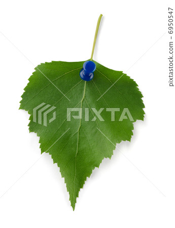 Birch leaf Birch leaf 6950547