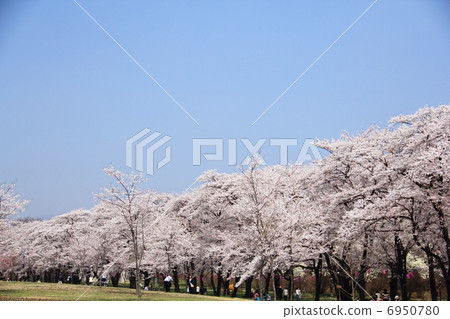 赤城南側Senbon-zakura 赤城南側Senbon-zakura 6950780