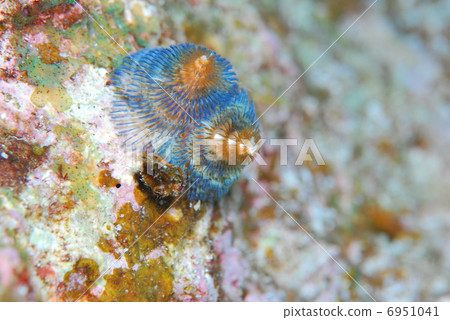 大旋鰓蟲 大旋鰓蟲 6951041