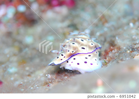 Otimoe Umi Otimoe Umi 6951042