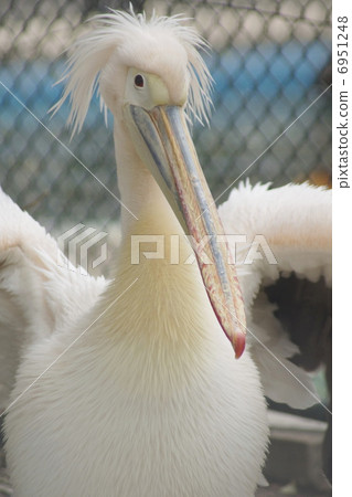 Pelican Pelican 6951248