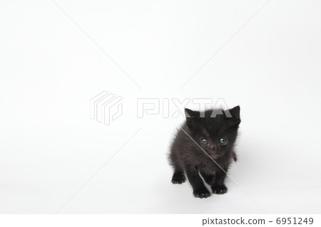 black cat black cat 6951249