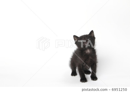 black cat black cat 6951250
