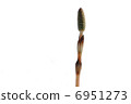 Spring 6951273