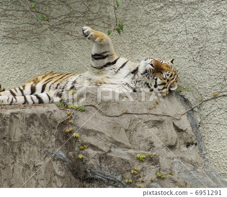 老虎睡覺的樣子 6951291