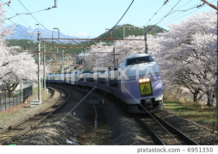 Sakura Azusa going in full bloom in cherry blossoms 6951350