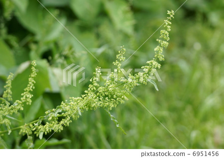 我叫Yohno Goshigishi。 6951456