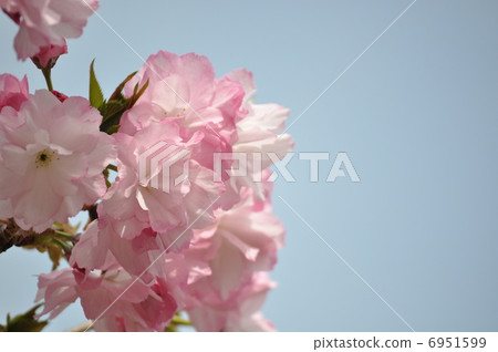 KurenaiYutaka 6951599