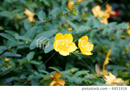 It is a flower similar to plum with golden thread (stamens). 6951916