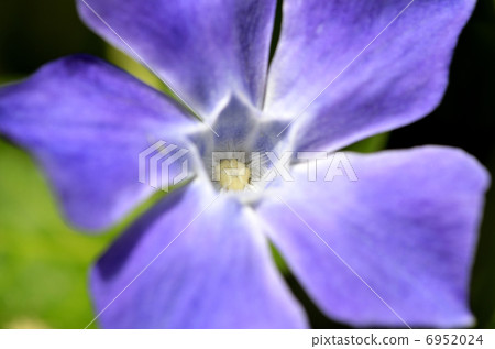 Tunnitzichiensis (Vine Daily grass) Tunnitzichiensis (Vine Daily grass) 6952024