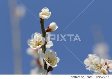 Plum White Plum White 6952253