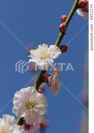 Ume plum Ume plum 6952274