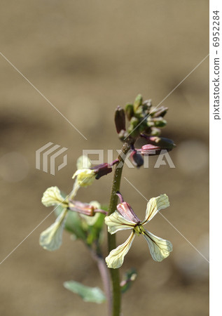 Arugula flowers 6952284