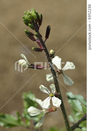 Arugula flowers 6952286