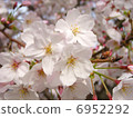 Sakura 6952292