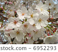 Cherry Blossoms	 6952293