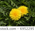 Nakayoshi Tanpopo 6952295