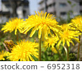 A bunch of dandelions 6952318