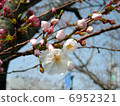 Cherry blossoms bud 6952321