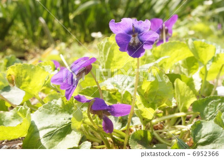 Odorous violet 6952366