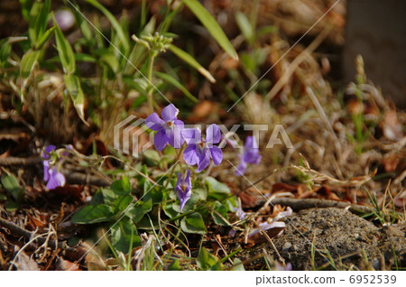 四月花紫羅蘭/紫羅蘭家庭29 四月花紫羅蘭/紫羅蘭家庭29 6952539