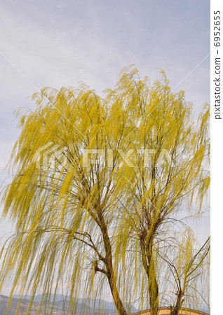 Willow of a fresh green Willow of a fresh green 6952655
