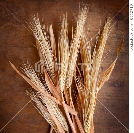 Cutting wheat 6952719