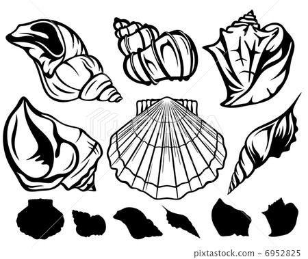 set of black and white sea shells - vector collection of fine outlines 6952825