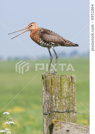 Black-tailed Godwit (Limosa limosa) - Eemnes, the Netherlands 6952864
