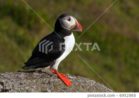 Atlantic Puffin (Fratercula arctica) at Runde island (Norway) 6952868