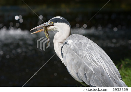 Grey Heron (Ardea cinerea) - Amsterdamse waterleidingduinen, the 6952869