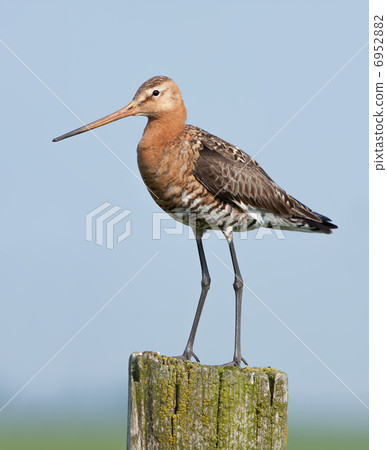 Black-tailed Godwit (Limosa limosa) - Eemnes, the Netherlands 6952882