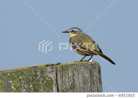 Yellow Wagtail (Motacilla flava) 6952883