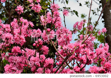 Tree · Hana Ozu Legumeidae Tree · Hana Ozu Legumeidae 6953002